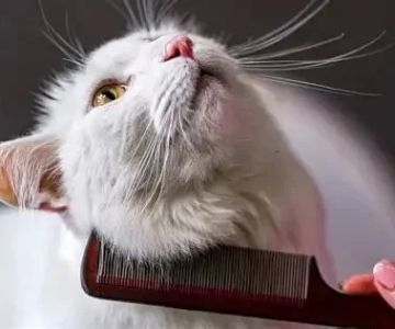 Cat Hair Loss in Patches: Causes, Diagnosis, and Treatment Options