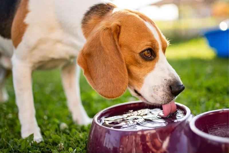 Dog Excessive Thirst and Vomiting: Causes and When to See a Vet