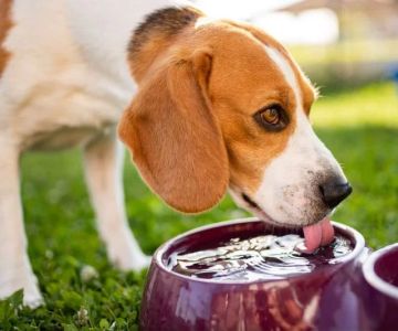 Dog Excessive Thirst and Vomiting: Causes and When to See a Vet