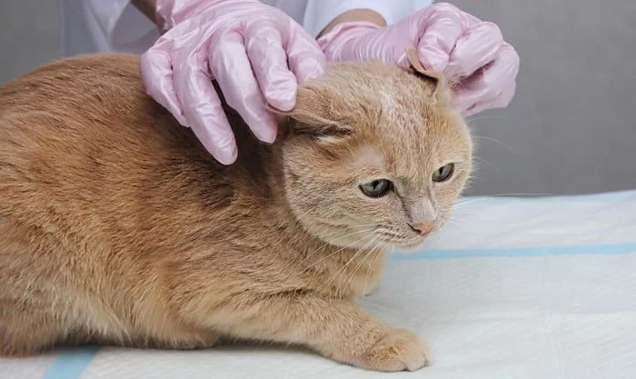 Why Is My Cat Scratching Its Ears and Neck All the Time?