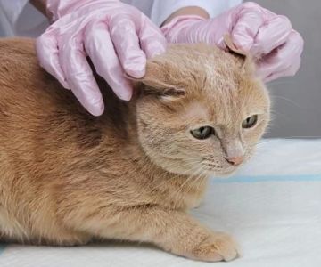 Why Is My Cat Scratching Its Ears and Neck All the Time?