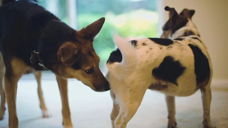 Why Is My Dog Licking Their Genital Area Excessively? Causes & Solutions