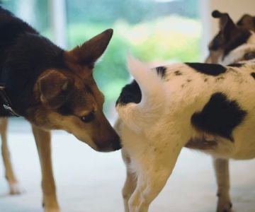 Why Is My Dog Licking Their Genital Area Excessively? Causes & Solutions