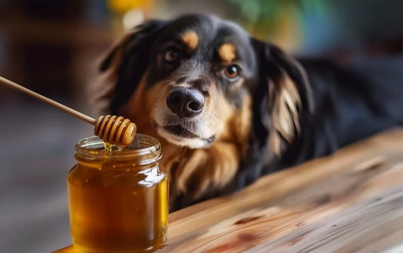 Can Dogs Eat Honey Mustard Sauce? Safety Tips Every Dog Owner Should Know
