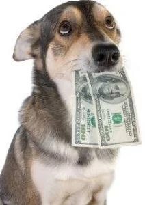 How Much Money Does a Veterinarian Make Per Month?