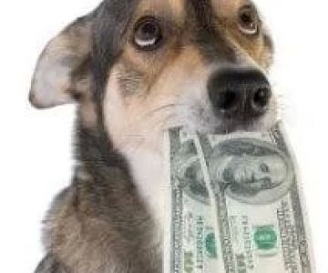 How Much Money Does a Veterinarian Make Per Month?