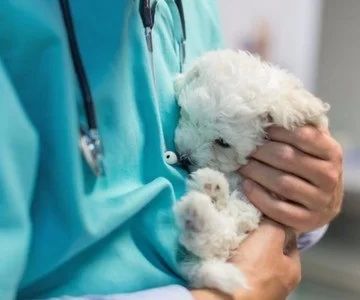 Is Veterinary Science a Good Career Choice Today?