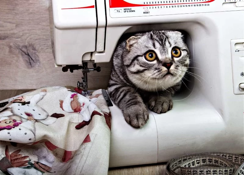 Why Is My Cat Avoiding Certain Places in the House?