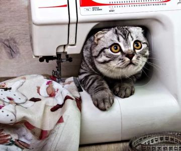 Why Is My Cat Avoiding Certain Places in the House?