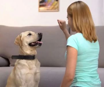 Why Is My Dog Not Responding to Commands As Usual?