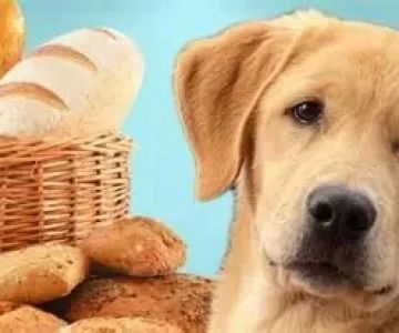 Can Dogs Eat Bread? What Every Pet Owner Should Know