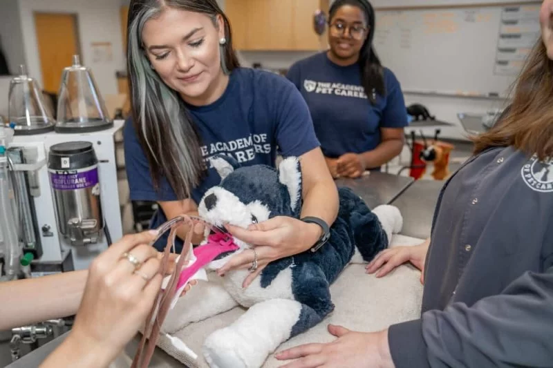 What Is a Certified Veterinary Assistant and How to Become One