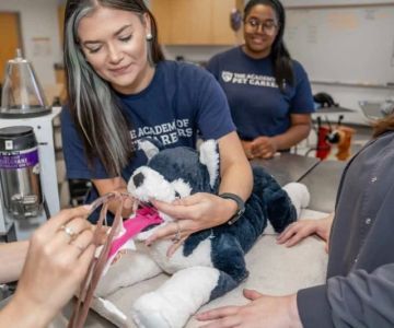 What Is a Certified Veterinary Assistant and How to Become One