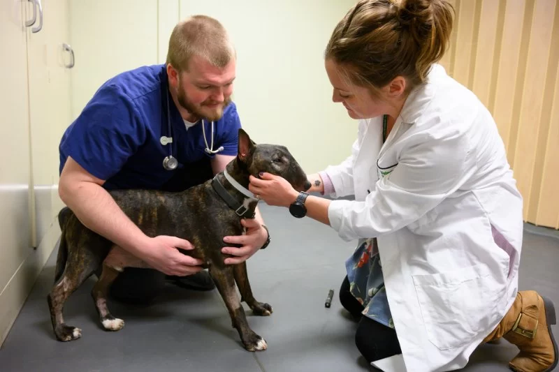 What Degree Does a Veterinarian Have? Understanding the DVM Path