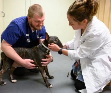What Degree Does a Veterinarian Have? Understanding the DVM Path