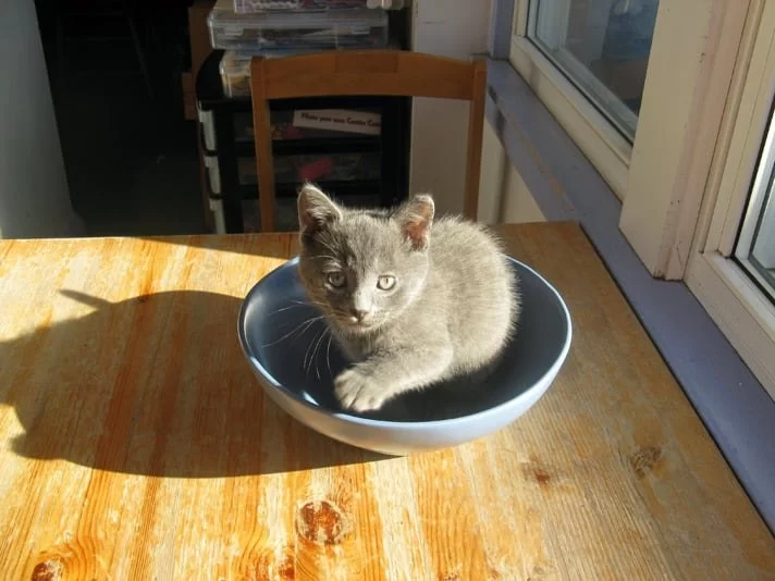 Why Is My Cat Unable to Jump Onto Furniture? Causes and Care