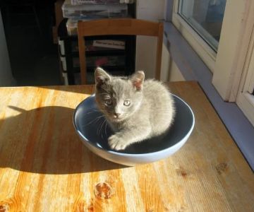 Why Is My Cat Unable to Jump Onto Furniture? Causes and Care