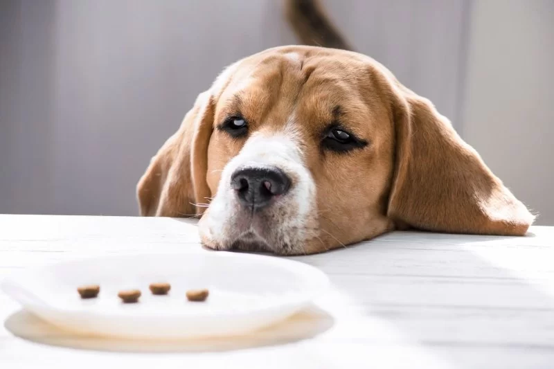Understanding Dog Loss of Appetite and Weight: Causes and Care