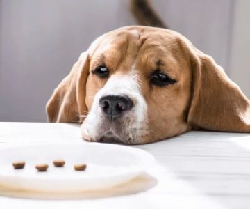 Understanding Dog Loss of Appetite and Weight: Causes and Care