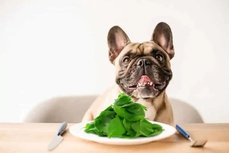 Can Dogs Eat Spinach and Broccoli? A Vet-Backed Guide for Pet Owners