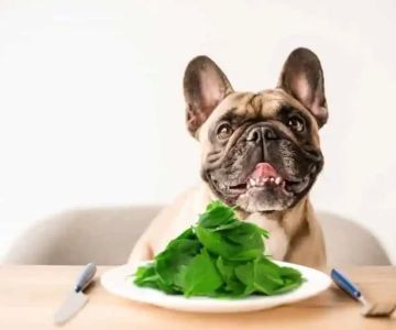 Can Dogs Eat Spinach and Broccoli? A Vet-Backed Guide for Pet Owners