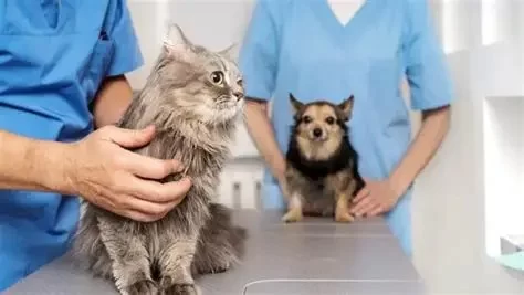 How to Train as a Veterinary Nurse: Steps, Insights, and Real Advice
