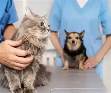 How to Train as a Veterinary Nurse: Steps, Insights, and Real Advice