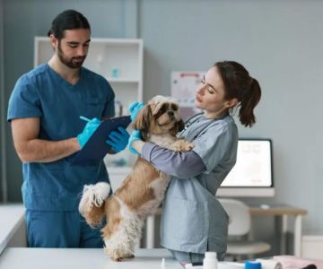 A Day in the Life of a Veterinary Assistant: Real Stories and Responsibilities