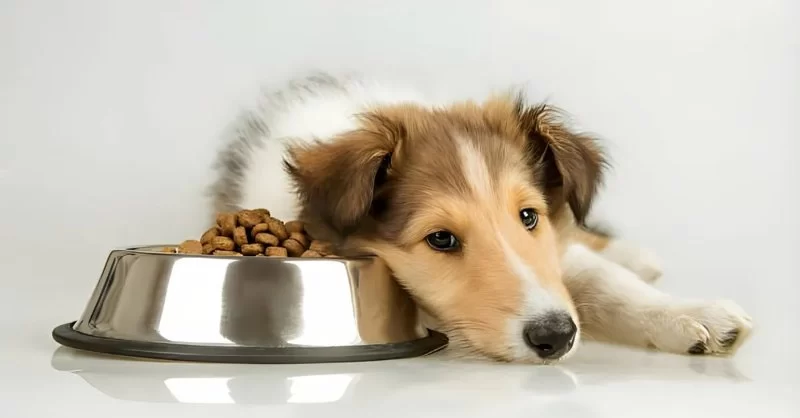 Dog Loss of Appetite and Weight: What It Means and How to Help