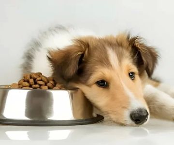 Dog Loss of Appetite and Weight: What It Means and How to Help