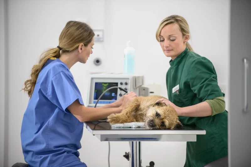 Veterinary Surgeon Salary Guide: What You Can Expect to Earn