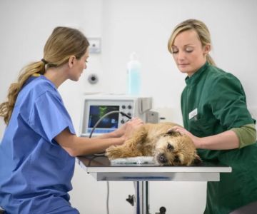 Veterinary Surgeon Salary Guide: What You Can Expect to Earn