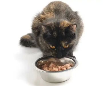 Why Is My Cat Refusing to Eat Wet Food? Common Causes and Vet Tips