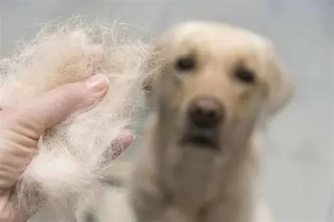 Dog Excessive Shedding and Bald Spots: Causes, Risks, and Treatment