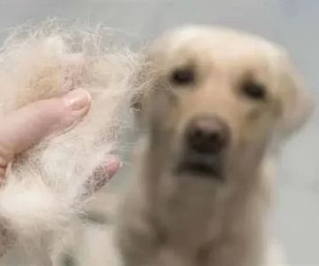 Dog Excessive Shedding and Bald Spots: Causes, Risks, and Treatment