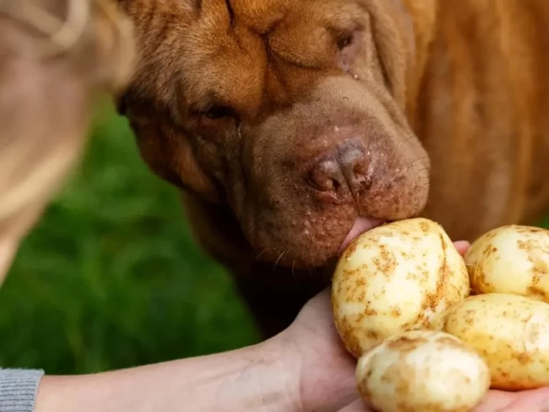Can Dogs Eat Boiled Potatoes? Safe Feeding Tips Every Pet Owner Should Know
