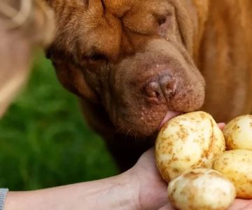 Can Dogs Eat Boiled Potatoes? Safe Feeding Tips Every Pet Owner Should Know