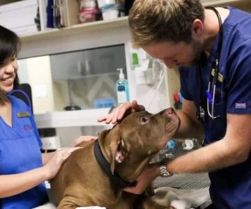 What Is the Education and Training for a Veterinarian? A Complete Guide