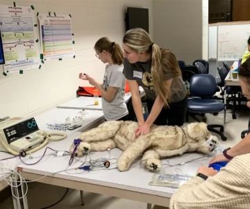 What Is a CVT in Veterinary Medicine? Role, Training, and Why It Matters