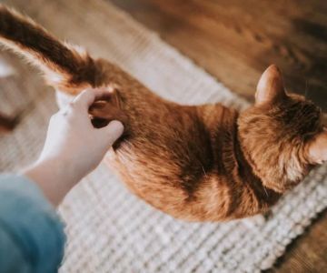 Cat Tail Not Moving as Usual? Causes, Signs & When to See a Vet