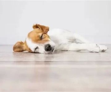 Dog Difficulty Moving After Playtime: What It Means and What to Do