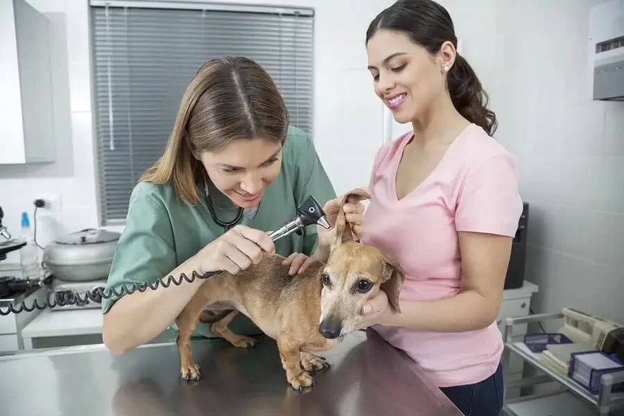 How to Train as a Veterinary Nurse: A Comprehensive Guide to Your Career