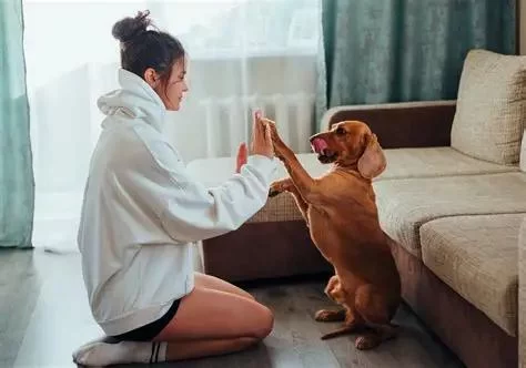 How to Train a Dog to Stay in Place: Effective Tips and Techniques