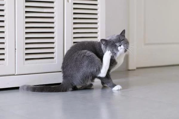 Why Is My Cat Scratching Its Ears and Face Constantly?