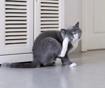 Why Is My Cat Scratching Its Ears and Face Constantly?