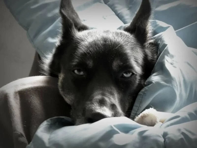 Why Is My Dog Not Sleeping in Its Usual Spot Anymore?