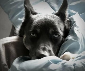 Why Is My Dog Not Sleeping in Its Usual Spot Anymore?