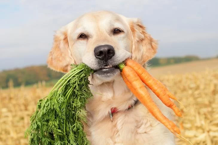 Can Dogs Eat Raw Carrots? A Vet-Approved Guide for Pet Owners