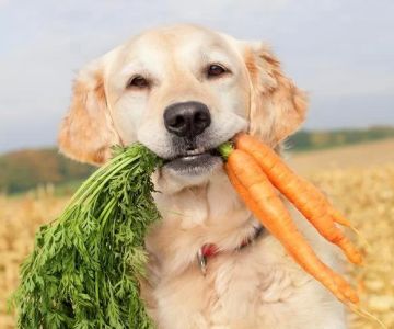 Can Dogs Eat Raw Carrots? A Vet-Approved Guide for Pet Owners