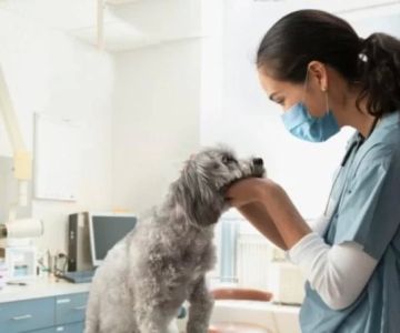 What Degrees Do You Need to Be a Veterinarian in 2025